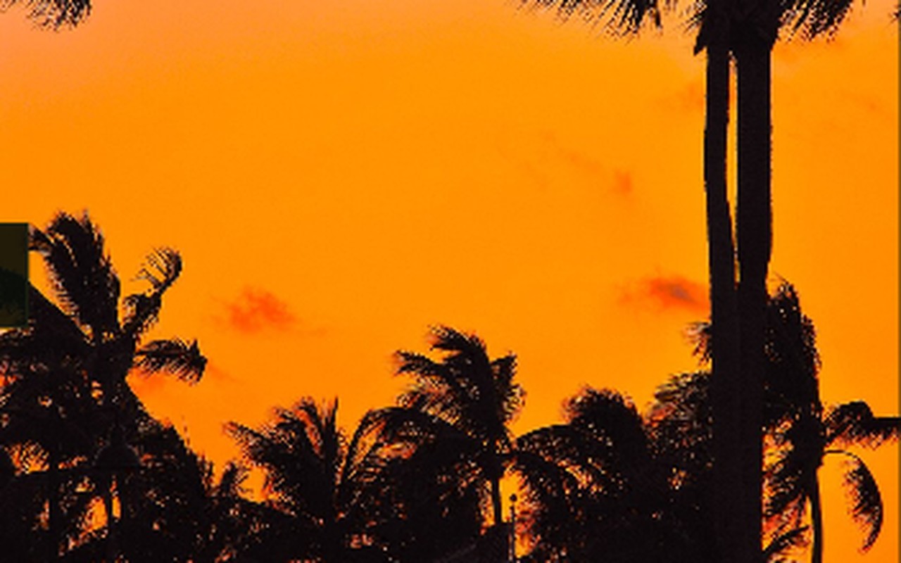 Palm trees silhouetted against an orange Fort Lauderdale sunset