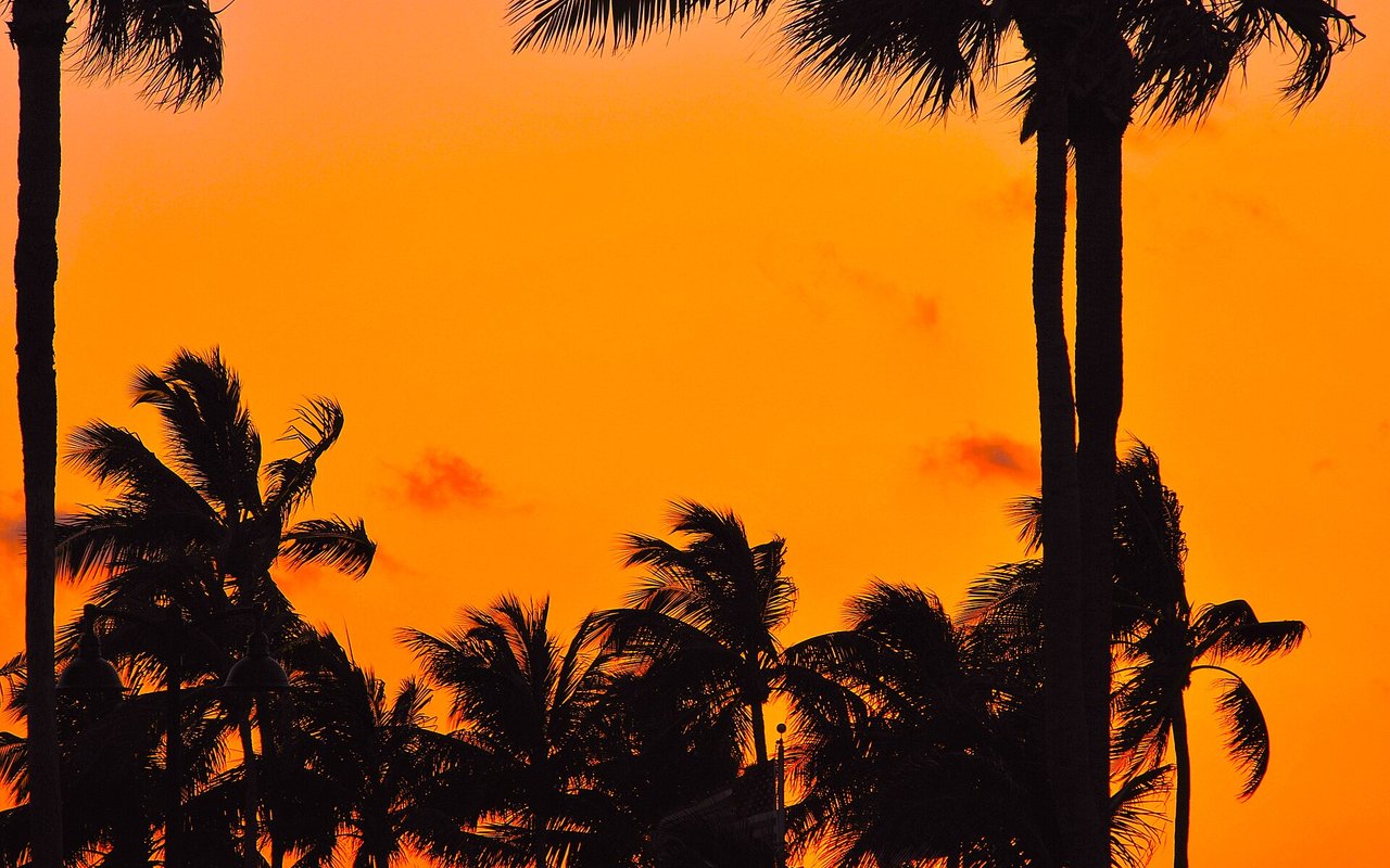 Palm trees at sunset in Fort Lauderdale